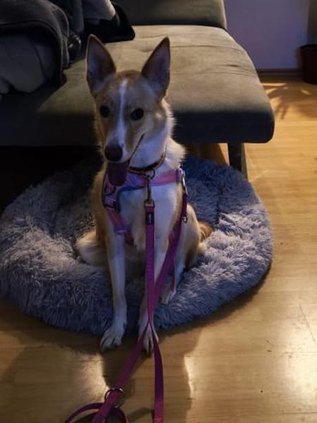 Sanfte Beja sucht