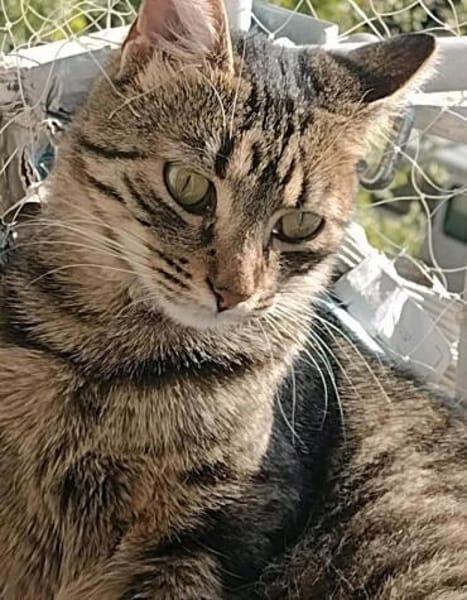 Liebevolles Zuhause für Maya gesucht