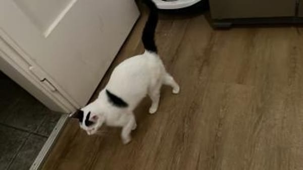 Lea sucht ein liebevolles Zuhause