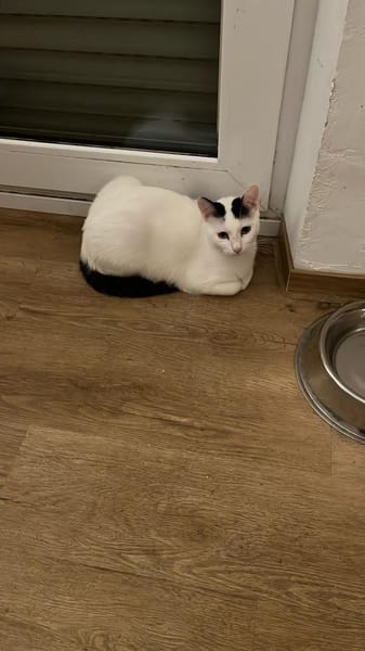 Lea sucht ein liebevolles Zuhause