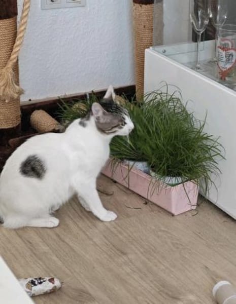 June sucht ihr Für-immer-Zuhause