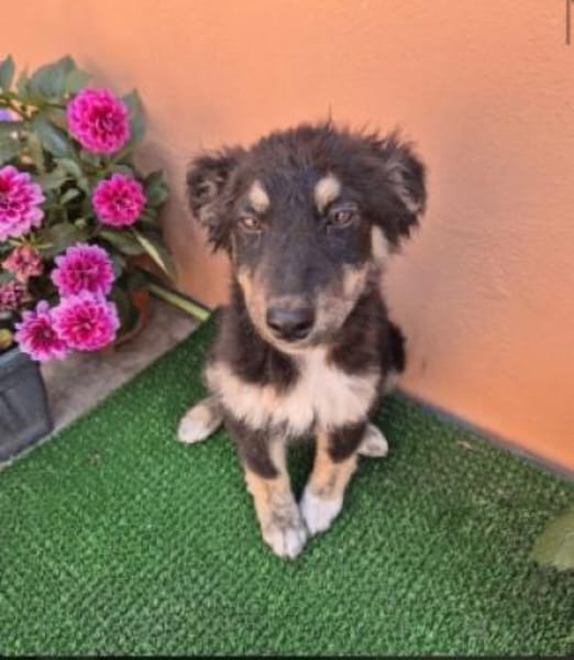klein Sina sucht ihre Familie