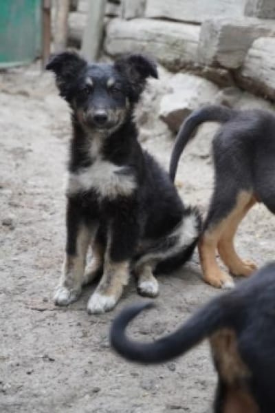 klein Sina sucht ihre Familie