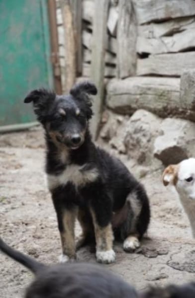 klein Sina sucht ihre Familie