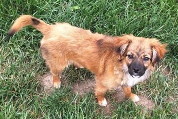 EIREEN -Rundum tolles Hundekind-