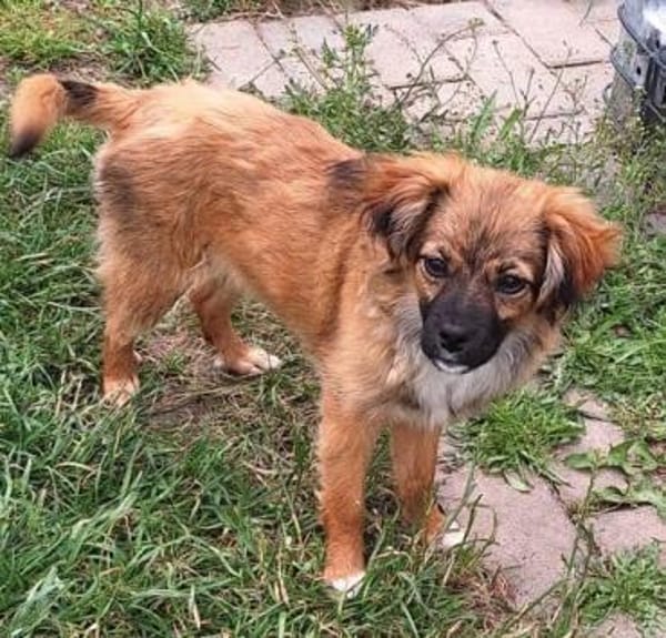 EIREEN -Rundum tolles Hundekind-