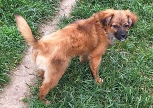 EIREEN -Rundum tolles Hundekind-