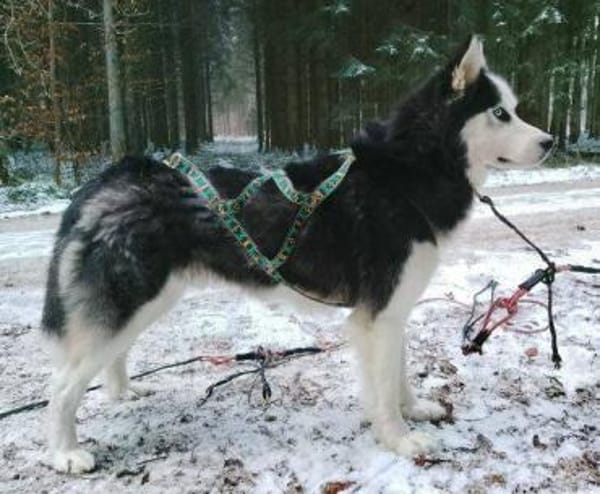 FELIX 2 ist liebenswert und freundlich
