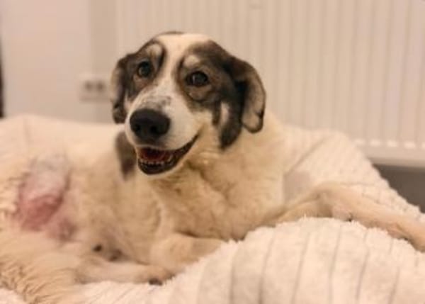 Handicap- Pufi sucht sein Zuhause