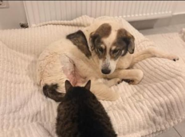 Handicap- Pufi sucht sein Zuhause