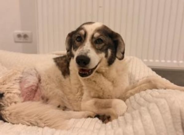 Handicap- Pufi sucht sein Zuhause
