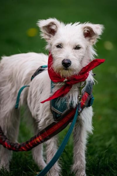 Fritzi sucht ein Für immer Zuhause