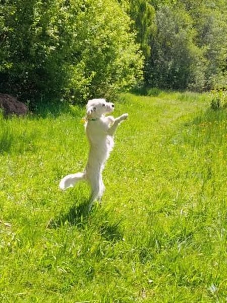 Fritzi sucht ein Für immer Zuhause