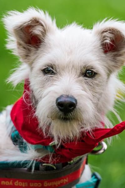 Fritzi sucht ein Für immer Zuhause