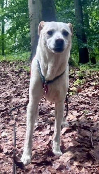 Coco, menschenbezogen, freundlich