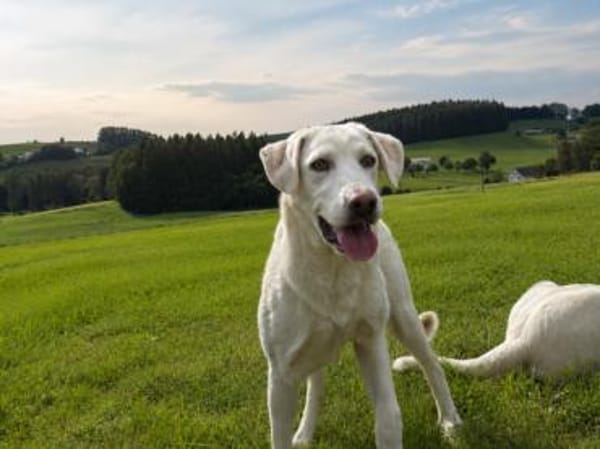 Cuda möchte willkommen sein
