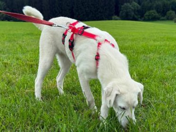 Cannella wünscht sich eigenes Körbchen