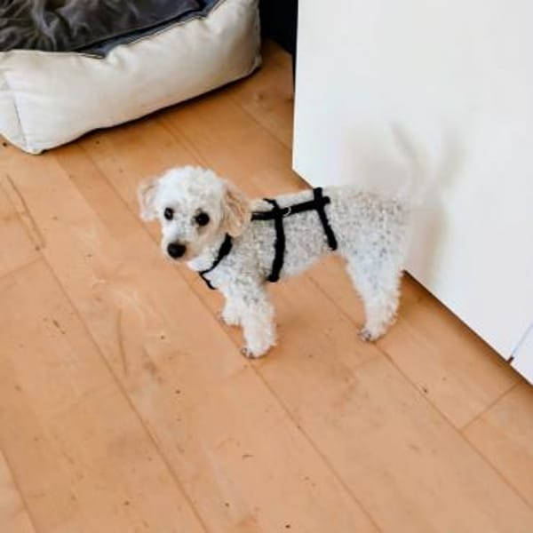 Liza, zarte Pudelhündin, ca. 2 Jahre