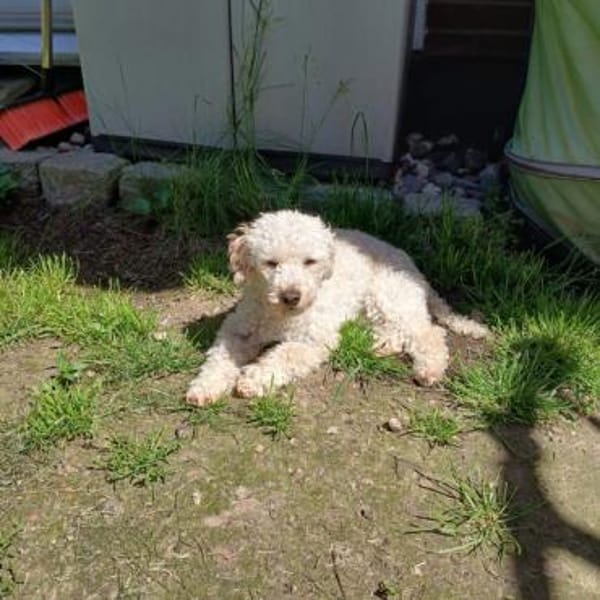 Liza, zarte Pudelhündin, ca. 2 Jahre