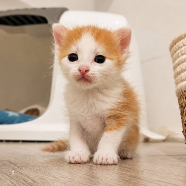 Biscoff