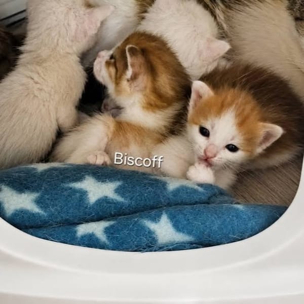 Biscoff