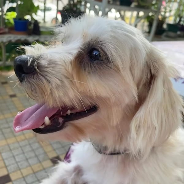 ✨️ MARSA ✨️ 🐶