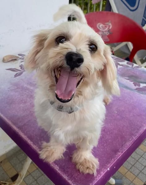 ✨️ MARSA ✨️ 🐶