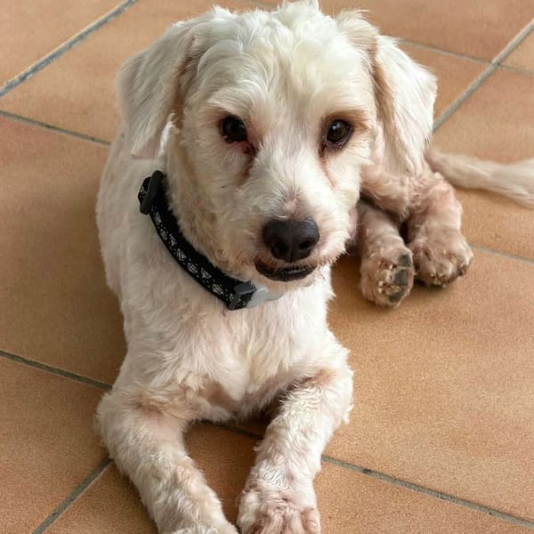✨️ SAFI ✨️ 🐶