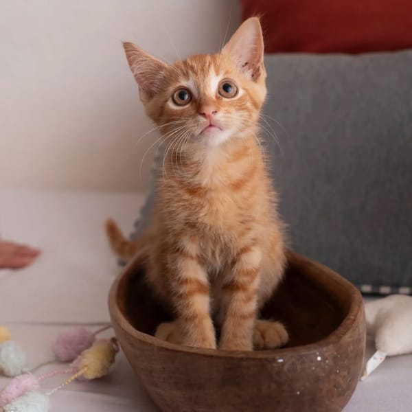 ✨️ COOPER ✨️ 🐱