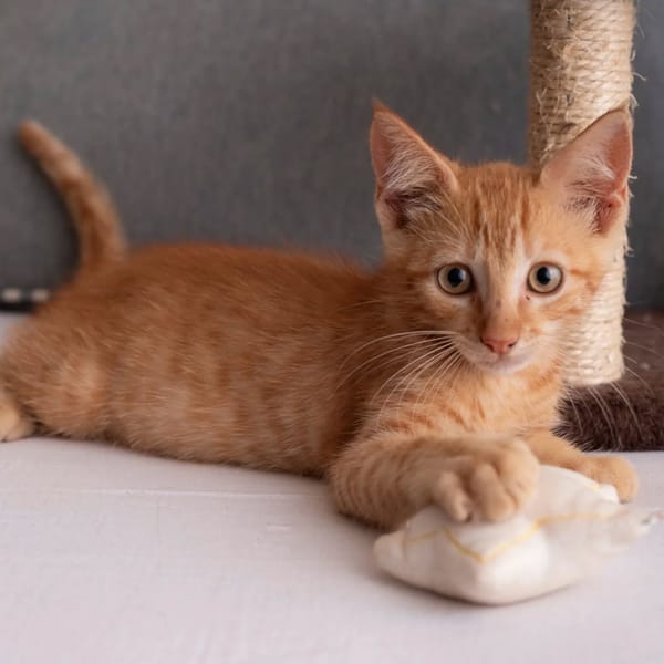 ✨️ NIRO ✨️ 🐱