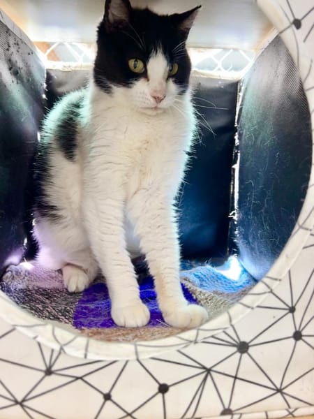 Hübsche, etwas ängstliche Katze Whitey