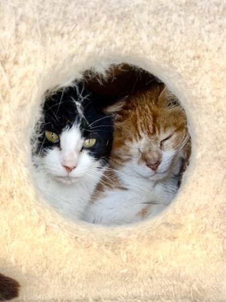 Hübsche, etwas ängstliche Katze Whitey