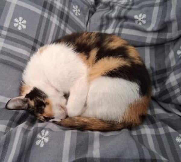 Liebe Katze Tanya