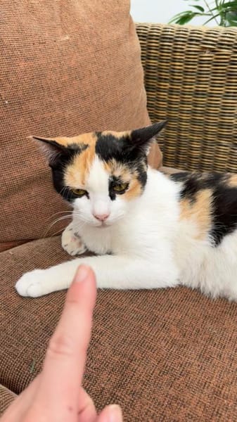 Liebe Katze Tanya