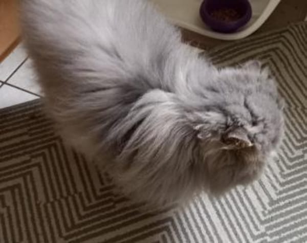 Notfall Josie, Besitzer schwer erkrankt