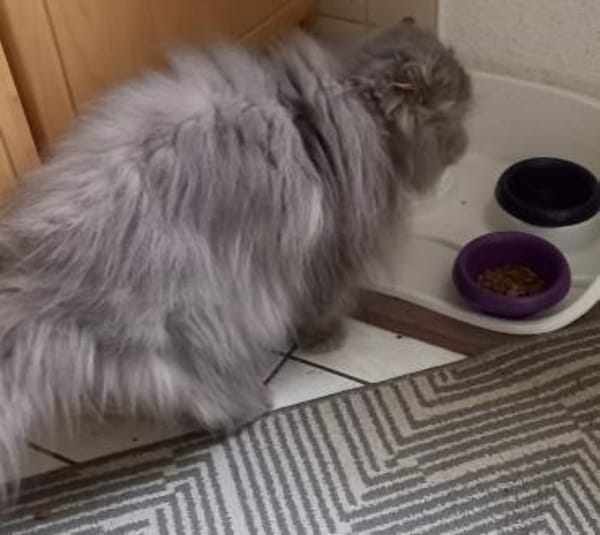 Notfall Josie, Besitzer schwer erkrankt