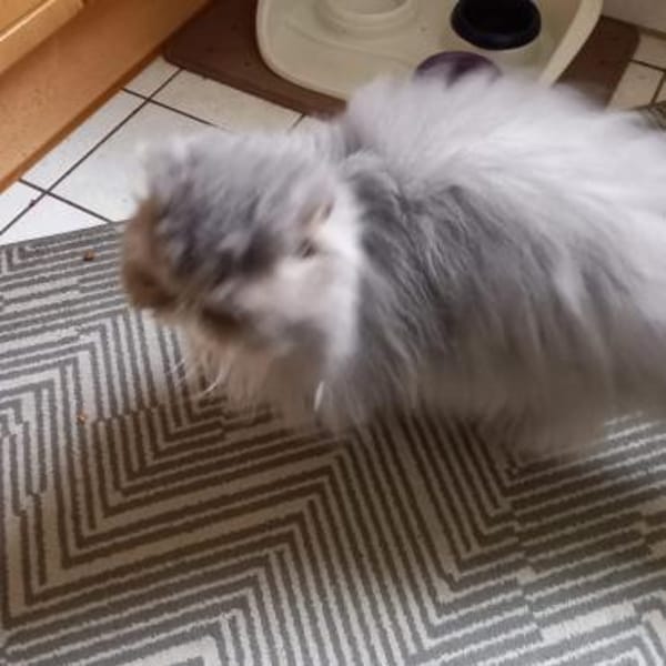 Notfall Josie, Besitzer schwer erkrankt