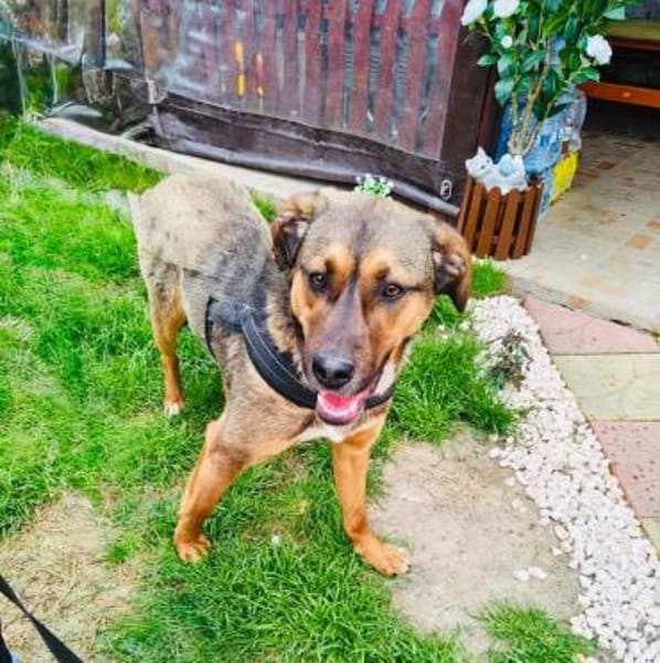 Buck ein toller Familienhund