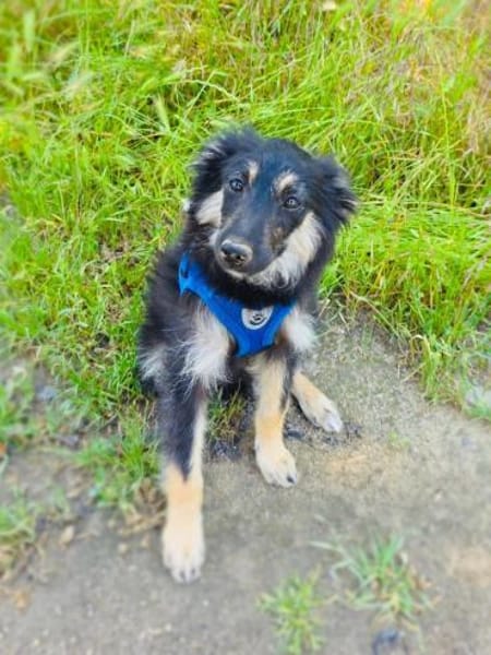 Ava ein Australien Shepherd Mix Mädchen