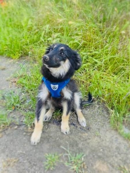 Ava ein Australien Shepherd Mix Mädchen