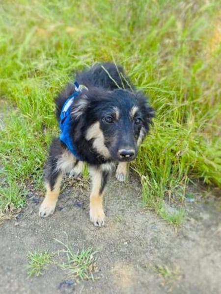 Ava ein Australien Shepherd Mix Mädchen