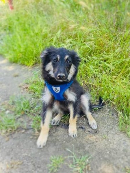 Ava ein Australien Shepherd Mix Mädchen