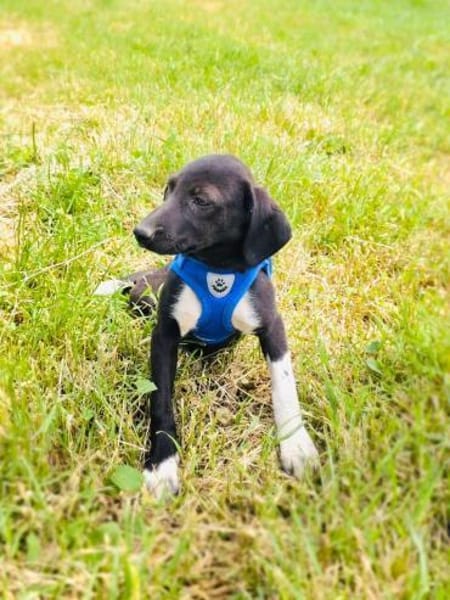 Tolles Labrador Mix Mädchen Rita