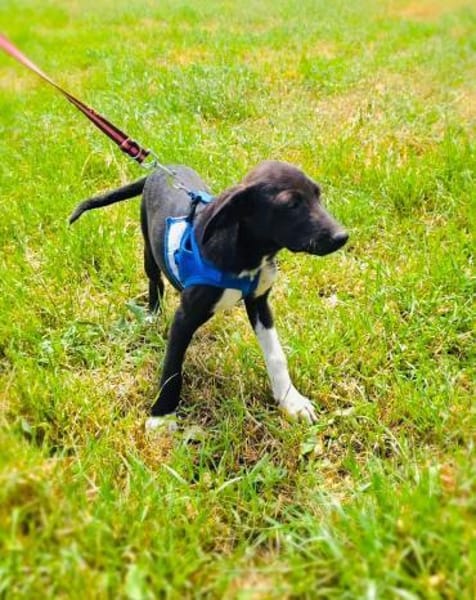 Tolles Labrador Mix Mädchen Rita