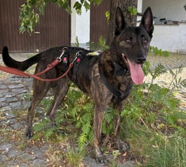 PEKSI sucht dringend Pflege- / Endplatz