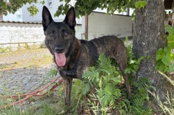PEKSI sucht dringend Pflege- / Endplatz