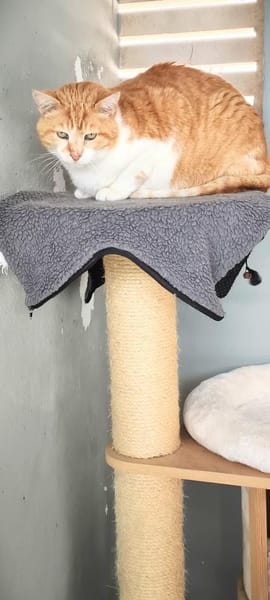 Etwas scheuer Kater George