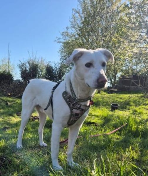 Pepper aus 38170 Uehrde