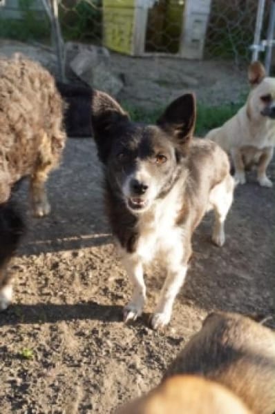 Marry - dein Seelenhund