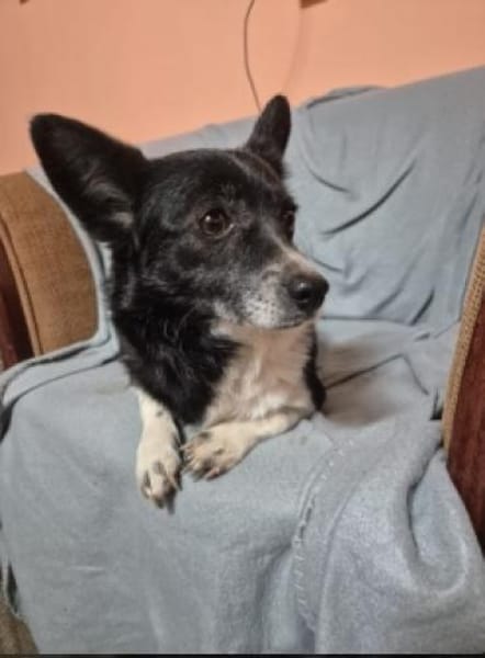 Marry - dein Seelenhund